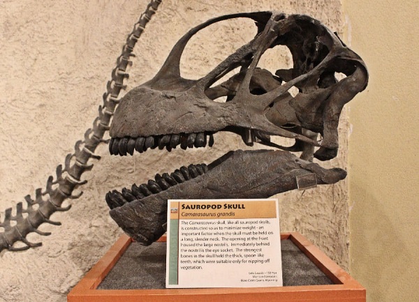 Sauropod skull.