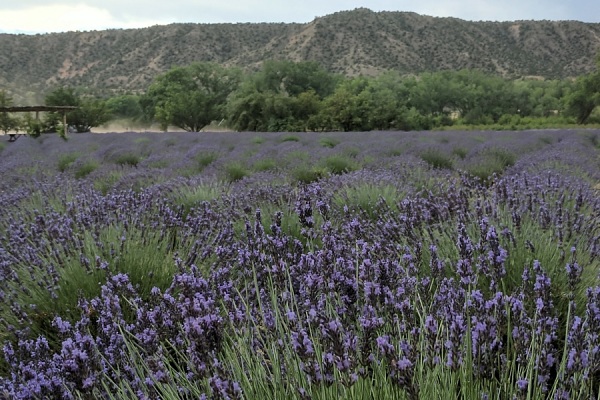 Purple Adobe Lavender Farm