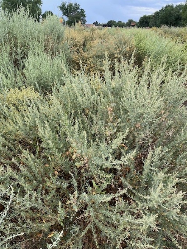 Four-wing Saltbush