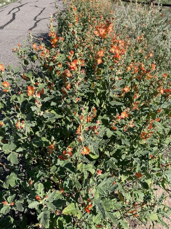 Globemallow