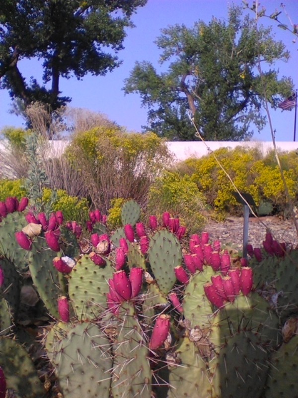 Prickly Pear Cactus