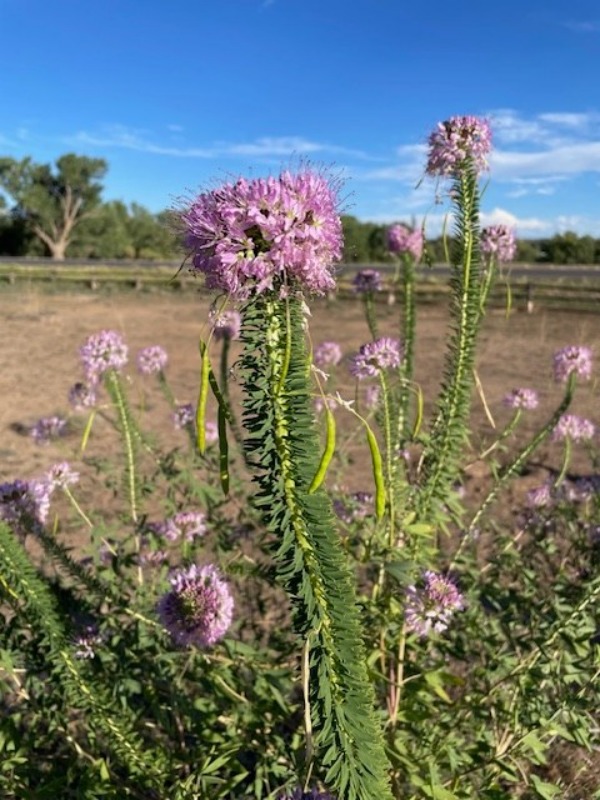 Rocky Mountain Bee Plant