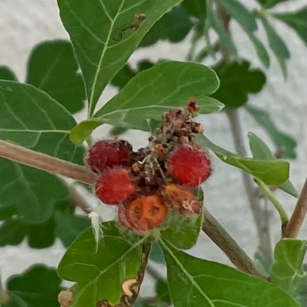 Threeleaf Sumac