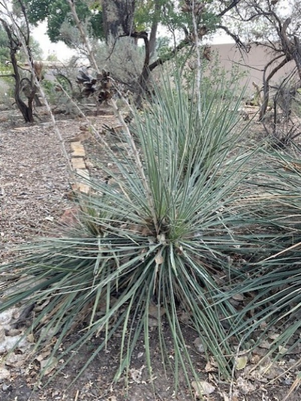 Yucca